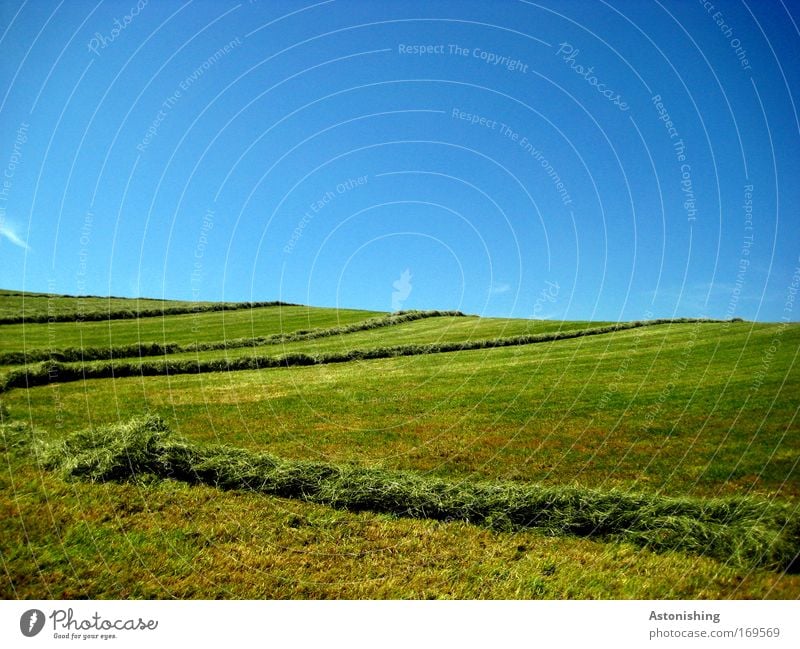 gestreifter Boden Umwelt Natur Landschaft Erde Himmel Wolkenloser Himmel Sommer Wetter Schönes Wetter Pflanze Gras Wiese Hügel schön Wärme blau grün Linie mähen