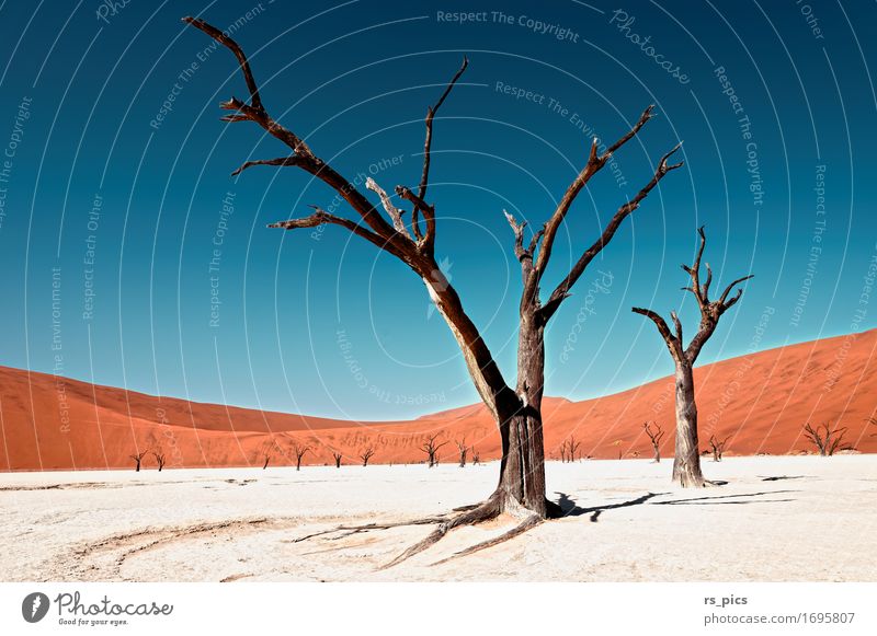 Dead Vlei II Urelemente Sand Himmel Wüste Namib ästhetisch außergewöhnlich Bekanntheit schön Ausdauer verstört Natur Surrealismus Tod Überleben Verfall