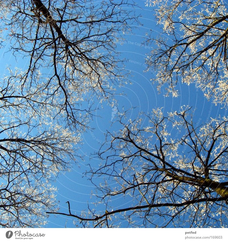 Schaafskälte? Himmel Eis Frost Baum Wald frieren kalt blau weiß Winter Farbfoto Außenaufnahme Menschenleer Tag Froschperspektive Blick nach oben