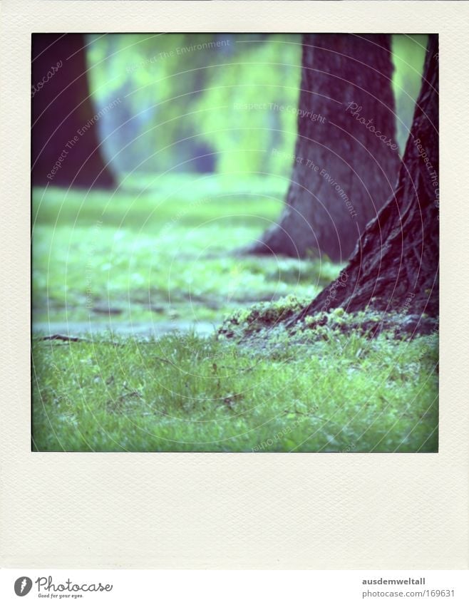 Park Farbfoto mehrfarbig Außenaufnahme Nahaufnahme Polaroid Menschenleer Tag Umwelt Natur Landschaft Frühling Schönes Wetter Pflanze Baum Gras Wiese Wald Duft