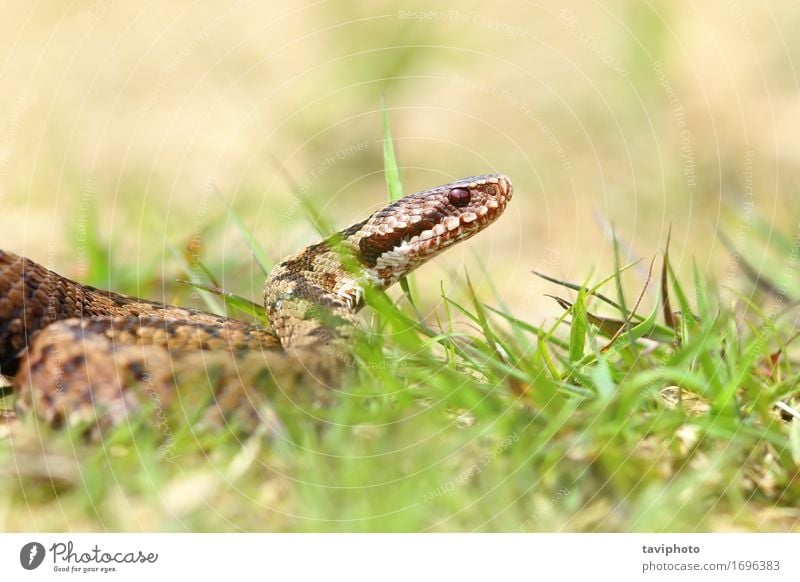 Nahaufnahme von europäischen Gemeiner Adder Frau Erwachsene Umwelt Natur Tier Schlange natürlich wild braun gefährlich Vipera Reptil giftig Europäer berus