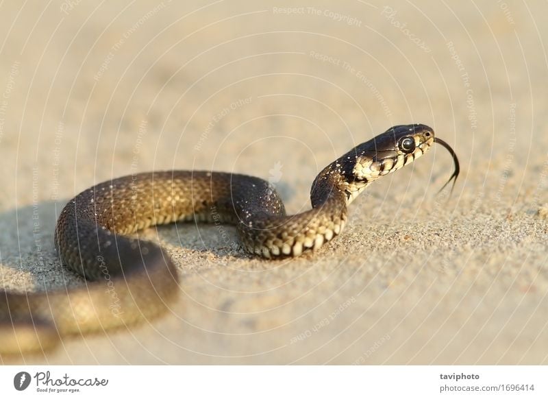 Ringelnatter, jugendlich auf Sand Strand Jugendliche Natur Tier Gras Schlange krabbeln klein wild schwarz Angst reptilisch Skala Schlangenhäubchen Reptilien