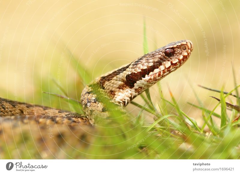 Makroschuß der europäischen allgemeinen Additionsmaschine schön Haut Frau Erwachsene Natur Tier Wildtier Schlange wild braun Schutz gefährlich giftig Natter