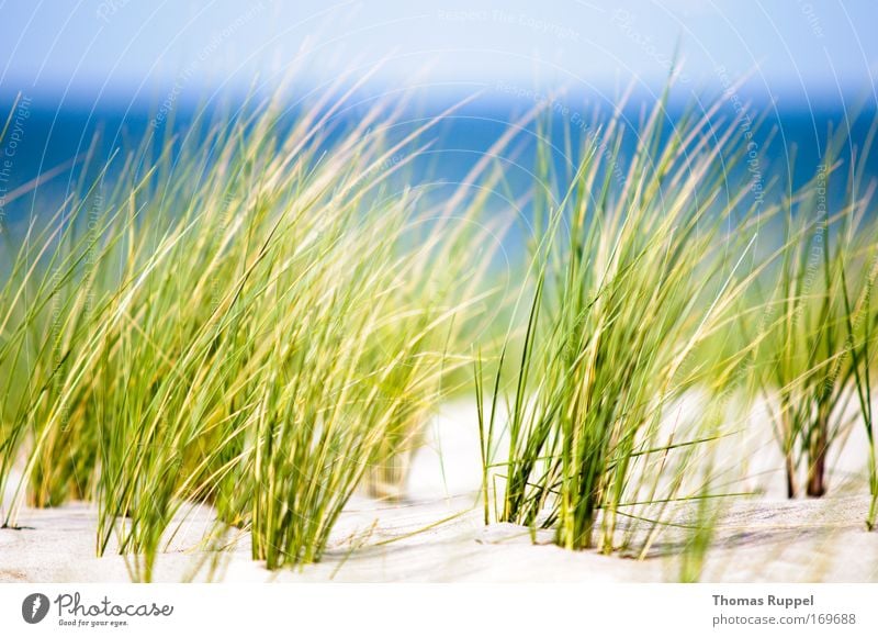 Grün am Meer Umwelt Natur Landschaft Pflanze Sand Wasser Himmel Frühling Schönes Wetter Wind Wärme Gras Sträucher Grünpflanze Küste Strand Ostsee Gesundheit