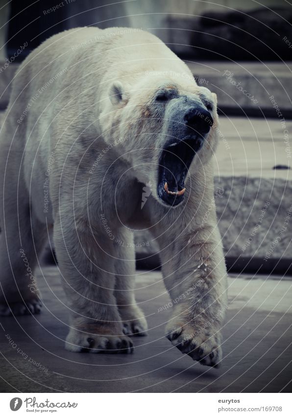 gebleichter Grizzly! Farbfoto Außenaufnahme Tag Kontrast Totale Tier Wildtier Zoo 1 bedrohlich gigantisch weiß Aggression Umweltschutz Eisbär Schnauze Maul