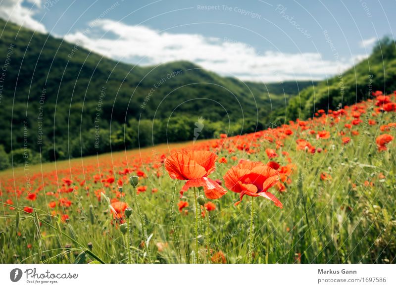 Mohnfeld Sommer Natur Landschaft Pflanze rot Italien Feld Hügel Marche Blumenwiese Mohnblüte grün Farbfoto Außenaufnahme Menschenleer Tag Zentralperspektive