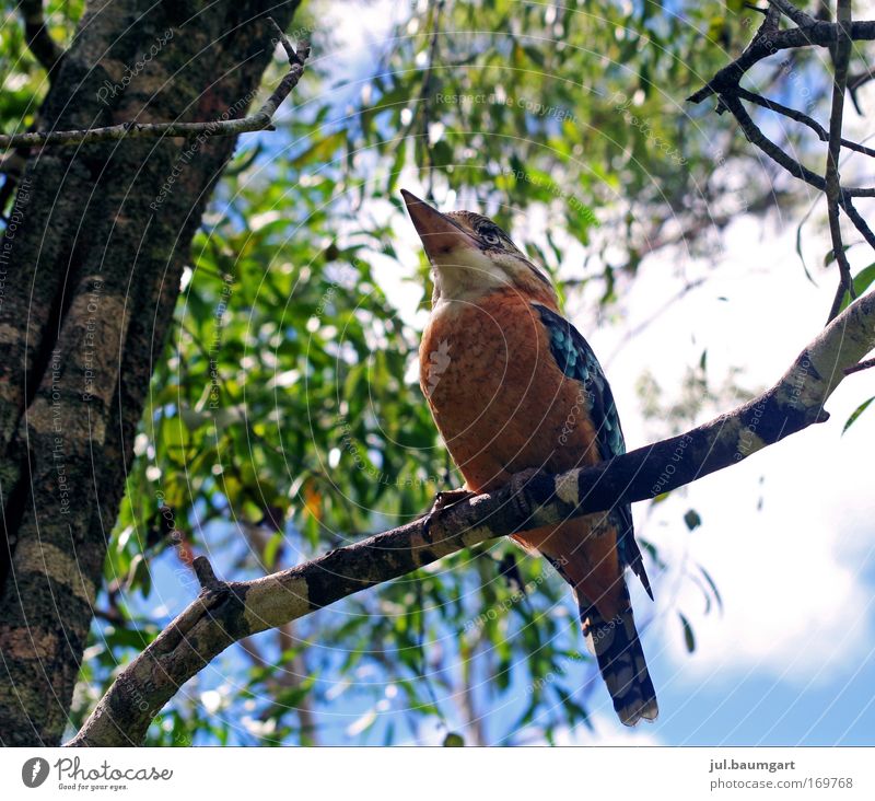 Kookaburra Farbfoto Menschenleer Tag Froschperspektive Natur Wildtier 1 Tier beobachten lachen natürlich Tierliebe Wachsamkeit Australien Außenaufnahme