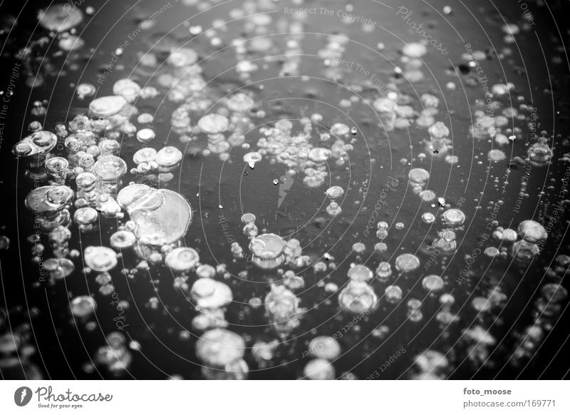 Eingeschlossene Blasen Schwarzweißfoto Nahaufnahme Muster Strukturen & Formen Menschenleer Schwache Tiefenschärfe Froschperspektive Luft Wasser Eis Frost