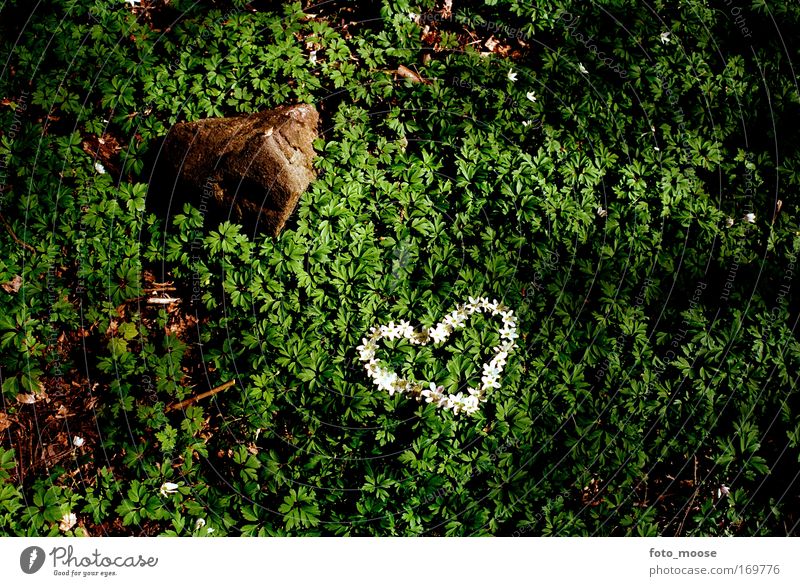 Waldliebe Farbfoto Außenaufnahme Menschenleer Textfreiraum rechts Textfreiraum unten Schatten Kontrast Sonnenstrahlen Lifestyle Freude Grünpflanze Stein Herz