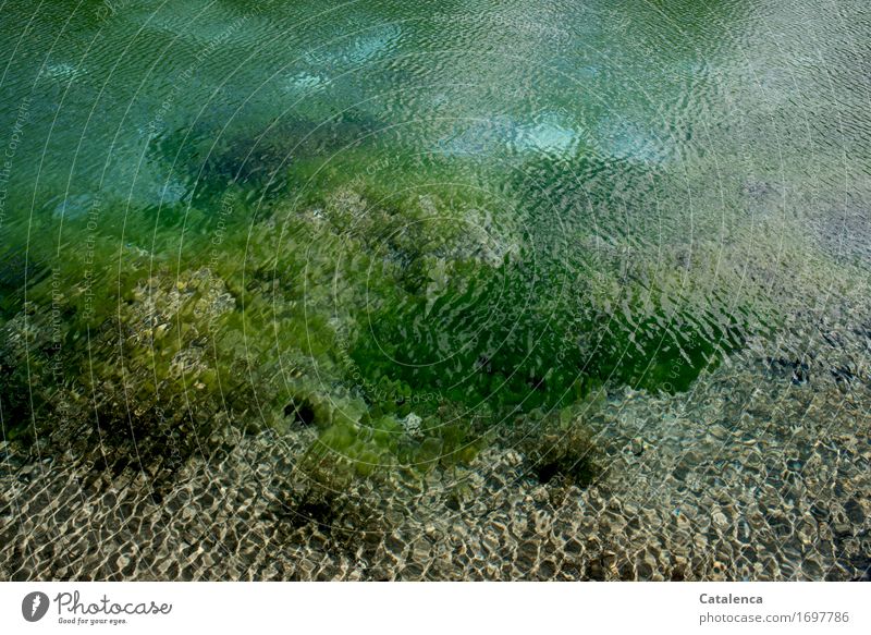 Tlön | Manifestation;  Wasseroberfläche eines Sees Tourismus Sommer Natur Sonne Schönes Wetter Grünpflanze Wasserpflanze Algen Stein Sand glänzend