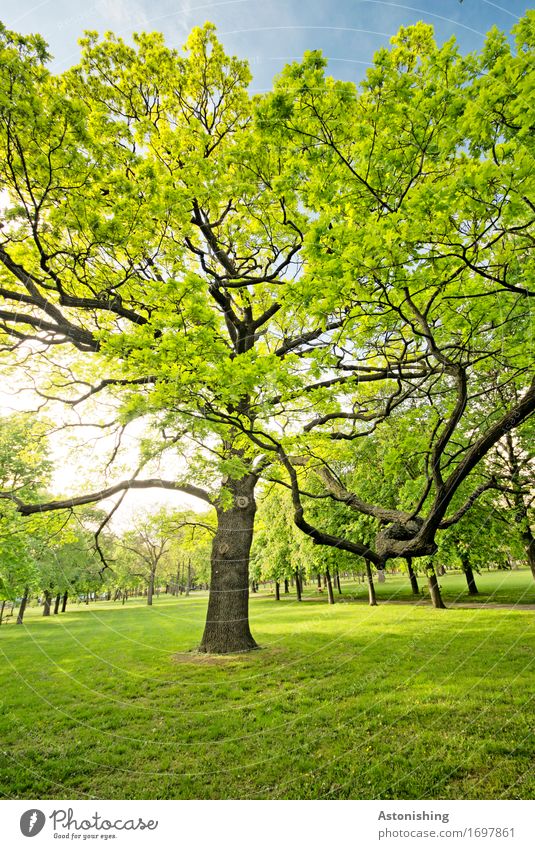 Der Baum Umwelt Natur Landschaft Pflanze Luft Himmel Sonne Sonnenlicht Sommer Wetter Schönes Wetter Wärme Blatt Park Wien groß hell schön gelb grün schwarz