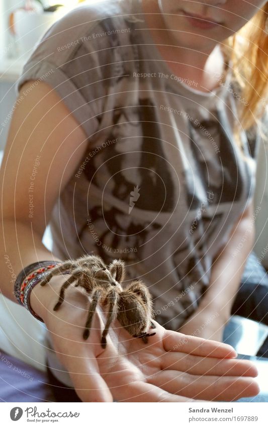 Spider 2 Freizeit & Hobby Jagd Wissenschaften feminin Jugendliche Hand Finger Natur Klimawandel Tier Spinne Zoo Streichelzoo Spinnentiere Insekt Spinnenbiss