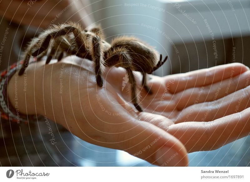 Spider 3 Hand Umwelt Natur Tier Spinne 1 Zufriedenheit krabbeln Angst Insekt Froschperspektive