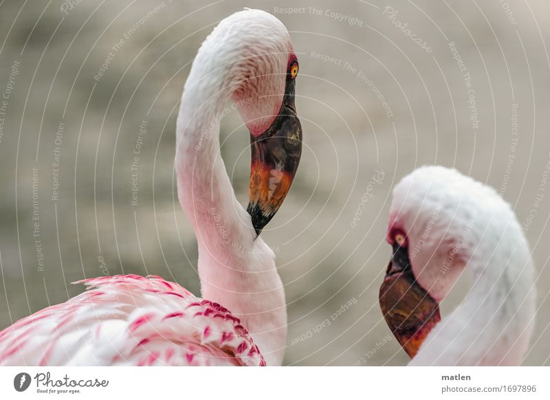 Haste schon gehört? Tier Vogel Tiergesicht 2 gelb grau orange rosa weiß Verschwiegenheit Flamingo Schnabel Hals Telekommunikation Farbfoto Außenaufnahme