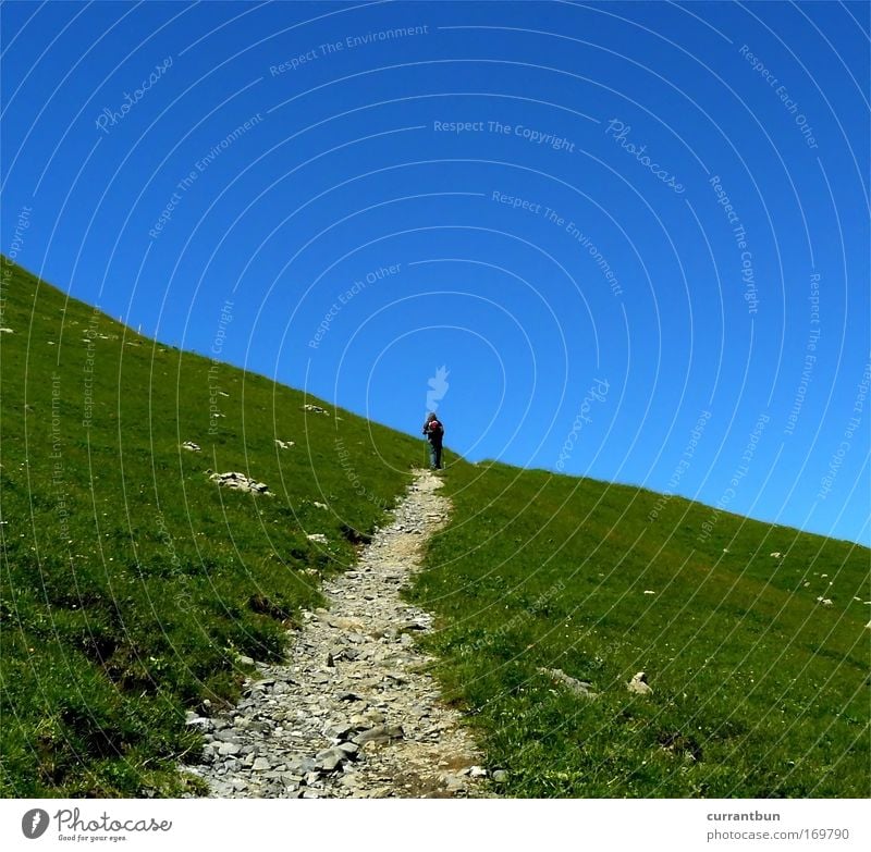 dieser weg... mehrfarbig Außenaufnahme Textfreiraum oben Tag Kontrast Silhouette Schönes Wetter Hügel Alpen Berge u. Gebirge Vollbart Streichelzoo 1 Tier