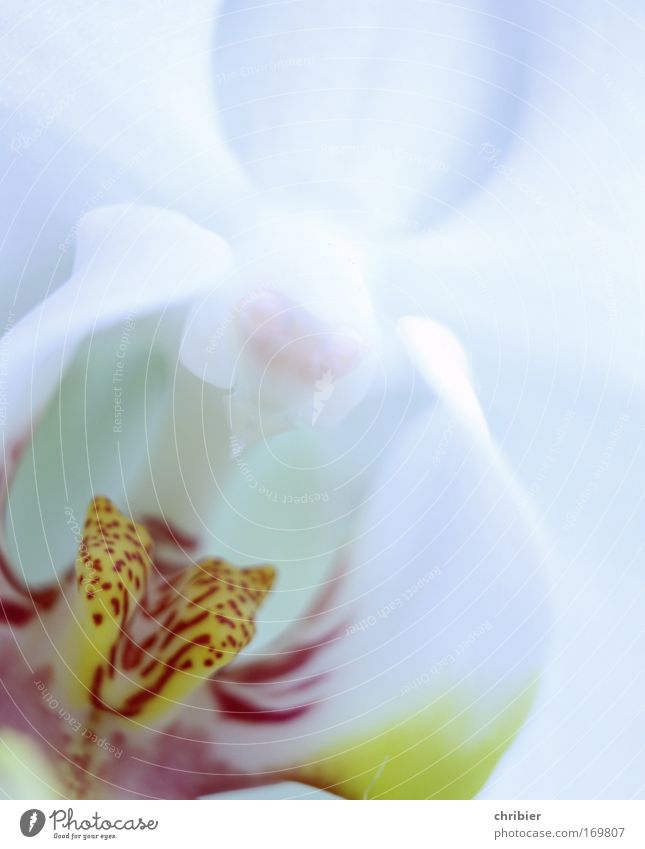 Sag mal "AAAAHHHH"! Nahaufnahme Makroaufnahme Pflanze Blume Orchidee Blüte exotisch Blühend Duft genießen ästhetisch schön Sauberkeit gelb rot silber weiß Glück