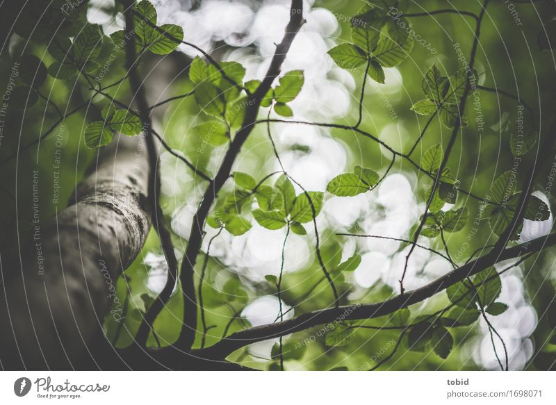 Blätterdach Natur Pflanze Himmel Baum Wald elegant Buche Buchenwald Blatt grün Baumstamm Zweige u. Äste verzweigt Farbfoto Außenaufnahme Detailaufnahme