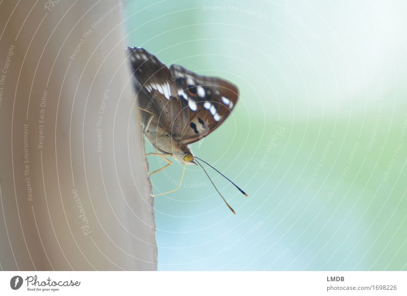 Schmetterling mit Freilicht Tier Flügel 1 braun Insekt Fühler sitzen ruhig friedlich zart filigran Punkt Startposition Farbfoto Außenaufnahme Detailaufnahme