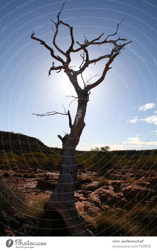 Trockenheit Farbfoto Außenaufnahme Menschenleer Sonne Wärme ruhig Fernweh Einsamkeit Baum Wüste Tag