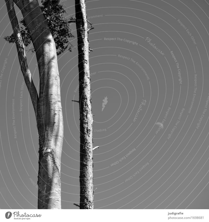 Buche, Kiefer, Mond Umwelt Natur Landschaft Pflanze Himmel Wolkenloser Himmel Sommer Klima Schönes Wetter Baum natürlich grau Schwarzweißfoto Außenaufnahme