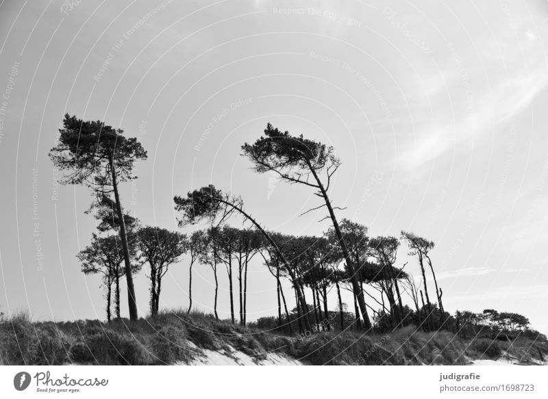 Weststrand Umwelt Natur Landschaft Pflanze Klima Wind Baum Kiefer Düne Küste Ostsee Fischland-Darß-Zingst Wachstum natürlich wild Zufriedenheit einzigartig