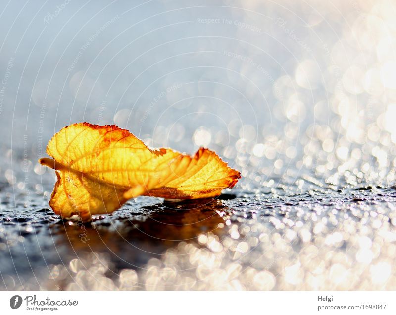 1300 | das goldene Blatt... Umwelt Natur Pflanze Wasser Herbst Straße glänzend leuchten liegen dehydrieren ästhetisch außergewöhnlich einzigartig klein nass