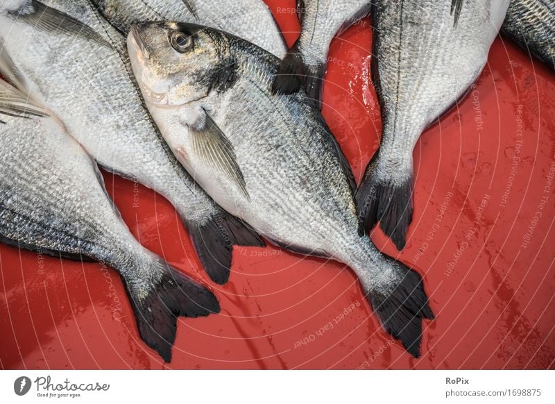 fish Lebensmittel Fisch Meeresfrüchte Ernährung Diät Angeln Ferien & Urlaub & Reisen Sightseeing Städtereise Fischer Fischhandel Umwelt Natur Wildtier kaufen