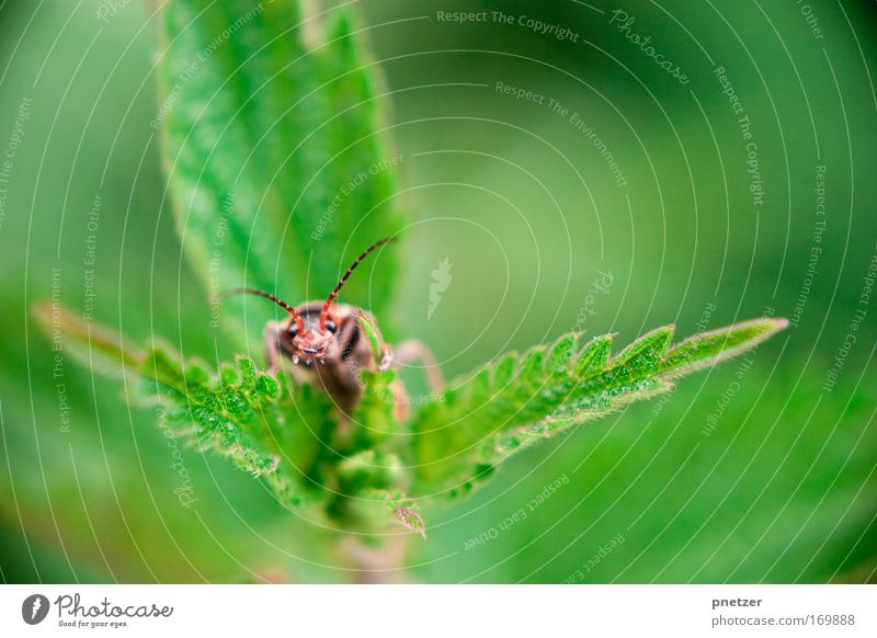Buh Farbfoto Außenaufnahme Makroaufnahme Textfreiraum rechts Tag Blick in die Kamera Natur Frühling Pflanze Blatt Grünpflanze Wildtier Käfer Tiergesicht 1