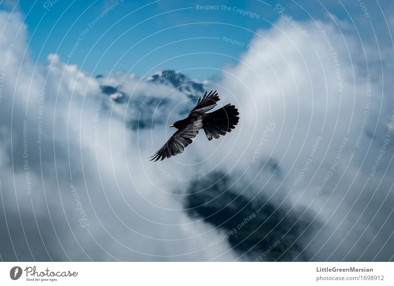 Wolkensurfer Freiheit Berge u. Gebirge Natur Tier Luft Himmel Horizont Sommer Wind Alpen fliegen ästhetisch frei hell blau schwarz weiß Tapferkeit Tatkraft