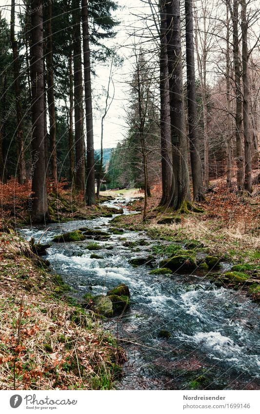 Wasserrechte Leben ruhig wandern Natur Landschaft Pflanze Herbst Baum Wald Bach Fluss nachhaltig Thüringen Thüringer Wald Gebirgsfluß Trinkwasser Dynamik frisch