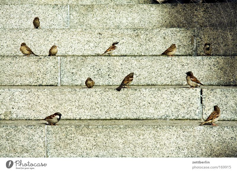 Spatzen Vogel Vogelschwarm Frühling standvogel zivilisationsbegleiter kulturfolger Treppe Freitreppe Niveau treppensteigen sitzen warten Nahrungssuche