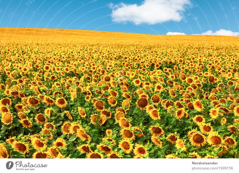 Sonnenblumen Öl Natur Landschaft Pflanze Himmel Wolken Sommer Schönes Wetter Blume Nutzpflanze Feld Wachstum schön nachhaltig positiv mehrfarbig Fröhlichkeit