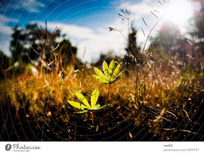 Sonne tanken Umwelt Natur Landschaft Pflanze Himmel Wolken Frühling Klima Schönes Wetter Sträucher Blatt Nutzpflanze Lupine Lupinenblatt Wachstum dünn
