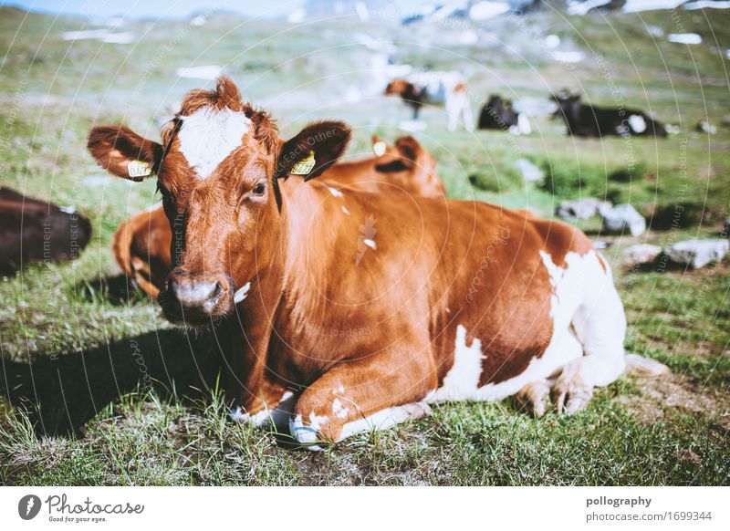Look at this! Natur Erde Schönes Wetter Gras Wiese Tier Nutztier Kuh Herde liegen Farbfoto Außenaufnahme Menschenleer Tag Starke Tiefenschärfe