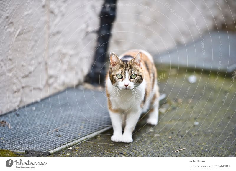 AST 9 | Kätzchen aus Alsfeld Tier Haustier Katze Blick beobachten Hauskatze erschrecken Außenaufnahme Menschenleer