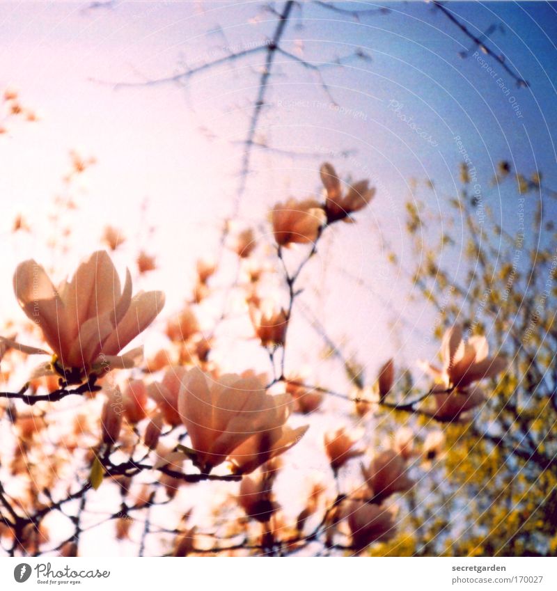 kirschblüten- äh magnolienvernarrt Farbfoto mehrfarbig Außenaufnahme Detailaufnahme Lomografie Holga Menschenleer Textfreiraum oben Morgen Morgendämmerung Tag