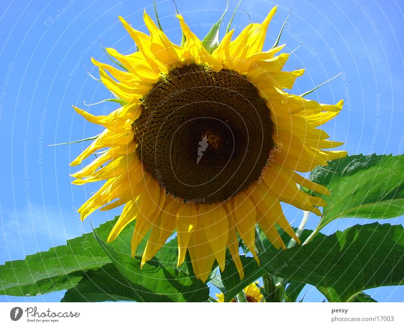 sonnenblume Blume Sonnenblume gelb Sommer Natur Garten