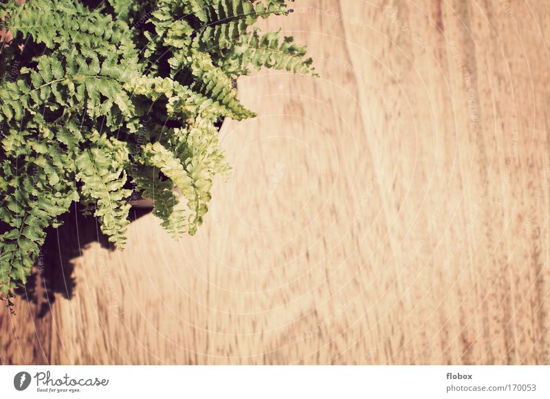 [MUC-09] Kaffeepause Natur Pflanze Blume Farn Grünpflanze Topfpflanze Umwelt Café Holz Tisch Tischplatte Strukturen & Formen Maserung Blatt grün Umweltschutz