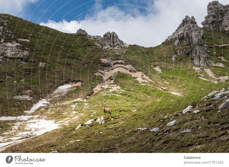 Steingeiß in Berglandschaft Ferien & Urlaub & Reisen Berge u. Gebirge wandern Natur Landschaft Wolken Sommer Alpen Gipfel Tier Wildtier 1 beobachten ästhetisch