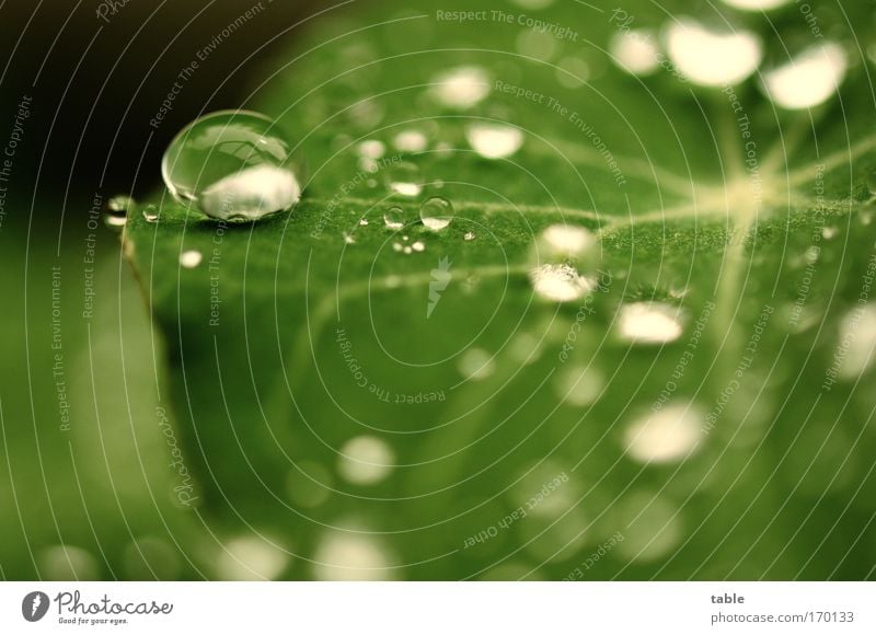 Sommerregen Farbfoto Makroaufnahme Textfreiraum unten Lebensmittel Kapuzinerkresse harmonisch Gärtnerei Pflanze Wassertropfen Frühling Wetter Regen Blatt