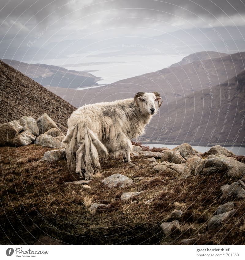 Isle of skye Schottland Schaf Umwelt Natur Landschaft Tier Himmel Horizont Wetter Hügel Felsen Gipfel Nutztier Wildtier 1 Stein beobachten stehen braun