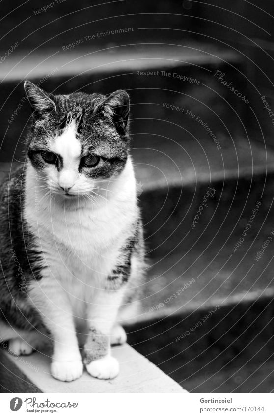 Canim Treppe Tier Haustier Katze Tiergesicht Fell Pfote sitzen elegant schön grau schwarz weiß Gefühle Stimmung Tierliebe Gelassenheit geduldig ruhig