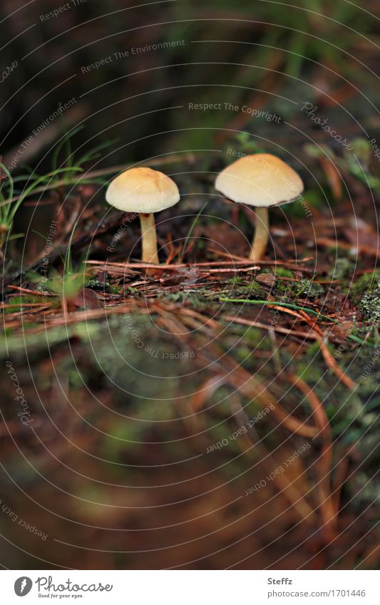 zwei kleine Pilze im Wald Waldpilze Waldboden Herbstwald giftige Pilze Herbstgefühl Achtsamkeit in der Natur Herbststimmung September herbstliche Impression