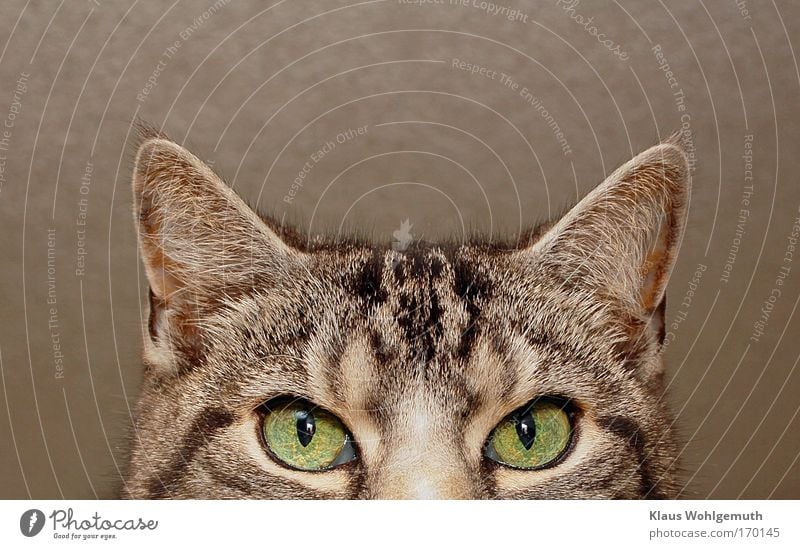Graue Katze schaut aufmerksam in das Objektiv Farbfoto Innenaufnahme Nahaufnahme Detailaufnahme Blitzlichtaufnahme Schwache Tiefenschärfe Tierporträt Blick 1