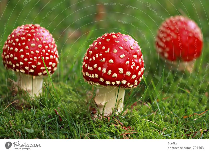 drei Rotkäppchen auf einer grünen Waldwiese Fliegenpilze Pilze giftige Pilze Glückssymbol Glückspilze Waldpilze Amanita muscaria Roter Fliegenpilz grüne Wiese