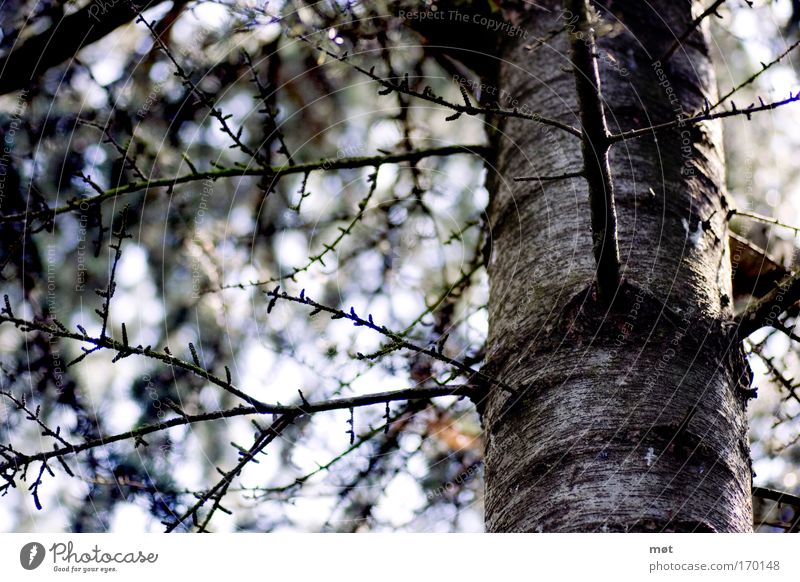 Farbspiel Farbfoto Gedeckte Farben Außenaufnahme Kontrast Sonnenlicht Umwelt Natur Frühling Schönes Wetter Baum Moos Wald Holz blau braun Baumrinde Ast