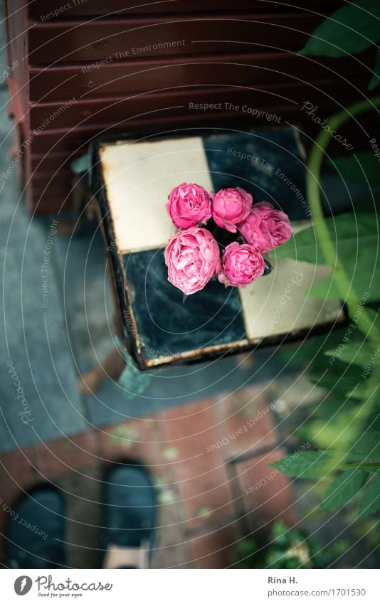 RosenStill von oben Garten Dekoration & Verzierung 1 Mensch Grünpflanze Mauer Wand Terrasse Schuhe Blühend authentisch Perspektive Blumenstrauß Hocker