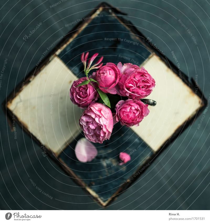 RosenStill von oben II Blüte Grünpflanze Blühend verblüht Vergänglichkeit altehrwürdig Rost Fliesen u. Kacheln Stillleben Farbfoto Außenaufnahme Menschenleer