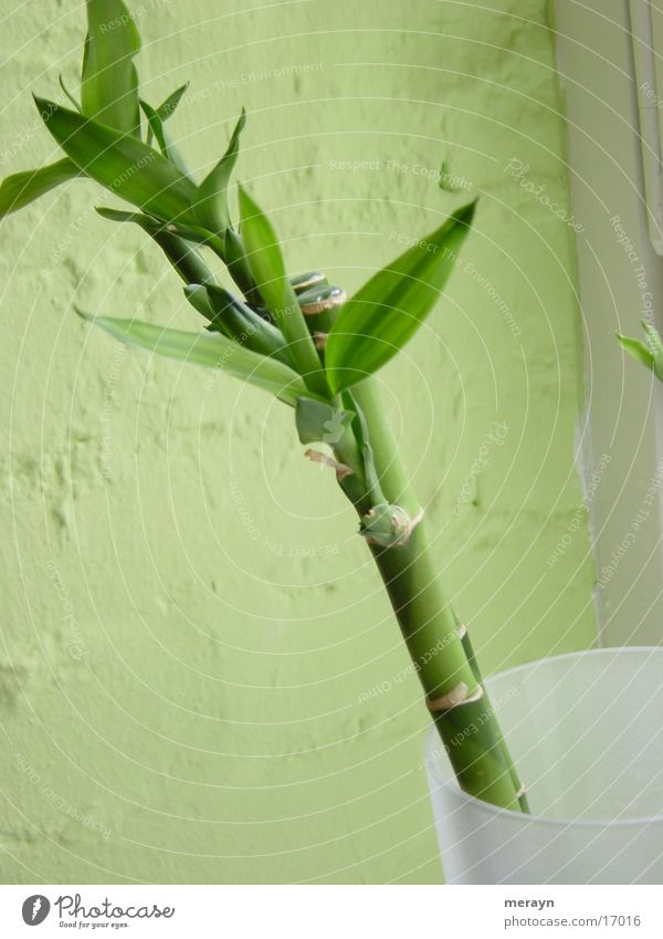 bambus no. 2 Pflanze Vase grün Bambusrohr