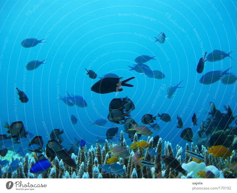 viele, viele bunte fische Farbfoto mehrfarbig Unterwasseraufnahme Textfreiraum oben Hintergrund neutral Tierporträt Ganzkörperaufnahme Umwelt Natur Urelemente